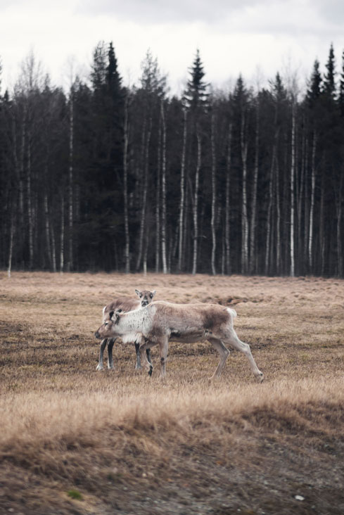 Picture of Vasterbotten